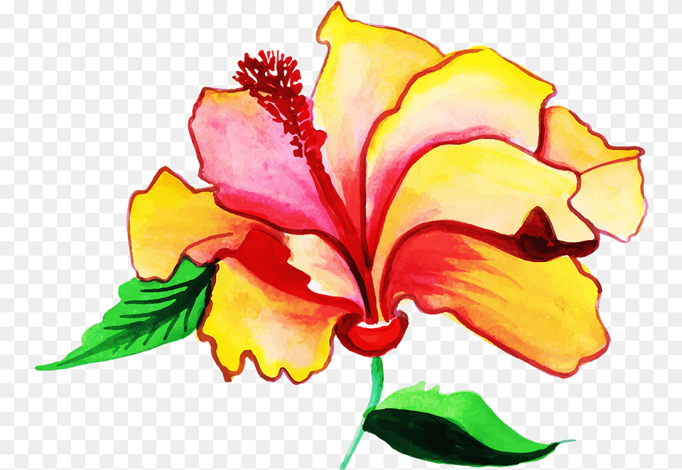 Hawaiian Hibiscus, Flower, Plant, Rose Free Png