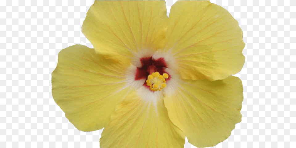 Hawaiian Hibiscus, Flower, Plant, Anther Png