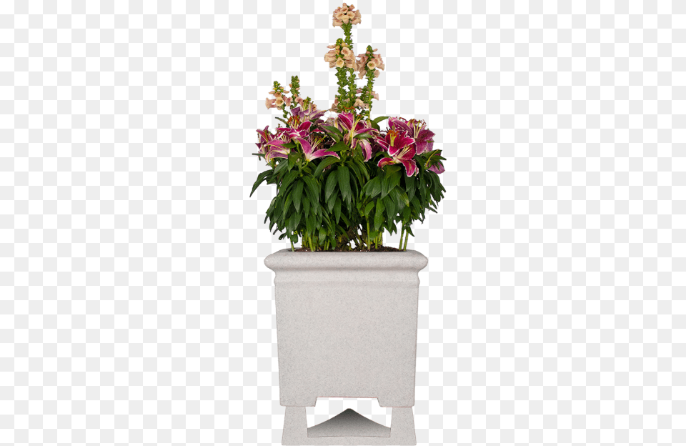 Hawaiian Hibiscus, Flower, Flower Arrangement, Flower Bouquet, Plant Free Png