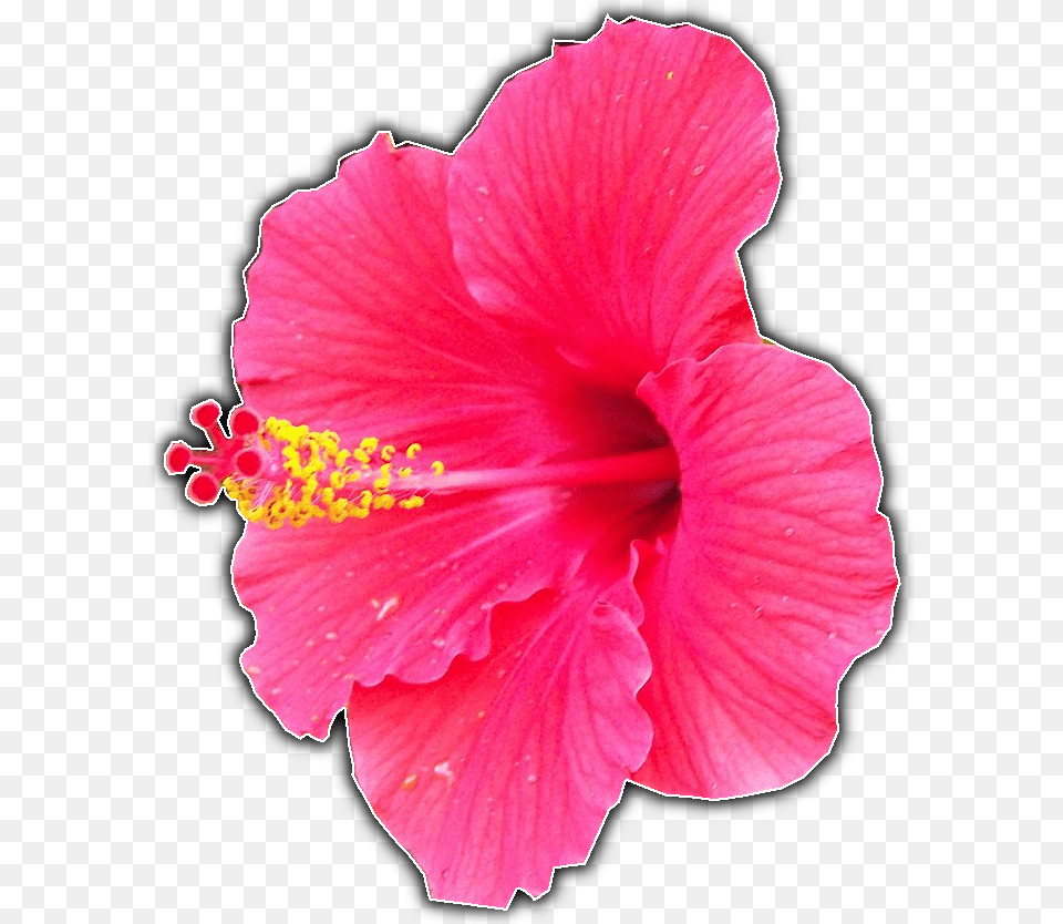Hawaiian Hibiscus, Flower, Plant, Rose Free Png Download