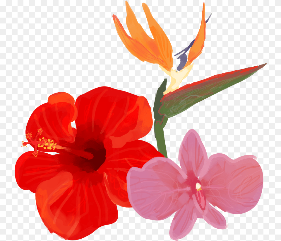 Hawaiian Hibiscus, Flower, Plant, Petal, Anther Free Transparent Png