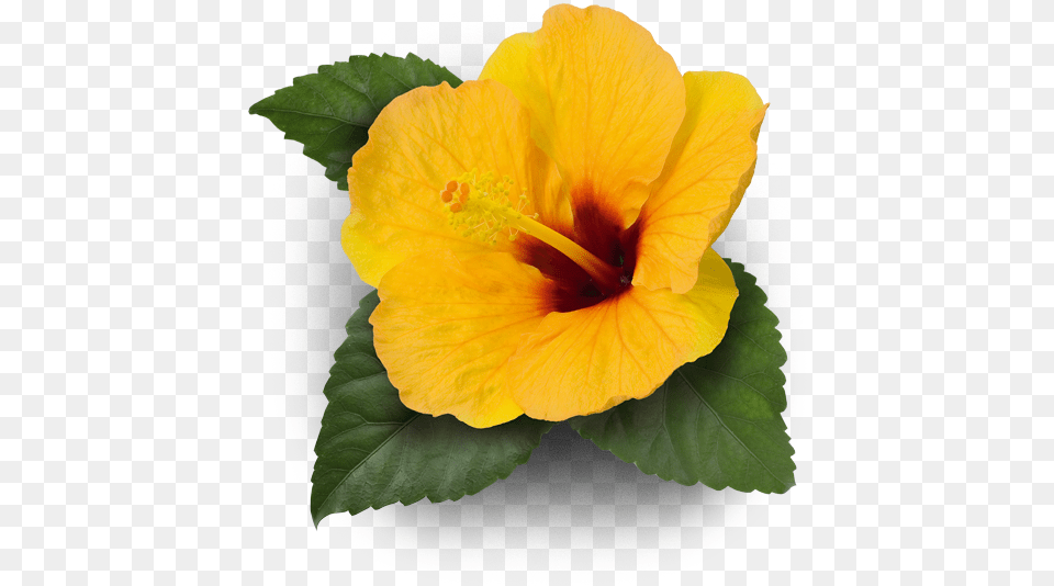 Hawaiian Hibiscus, Flower, Plant Free Png Download