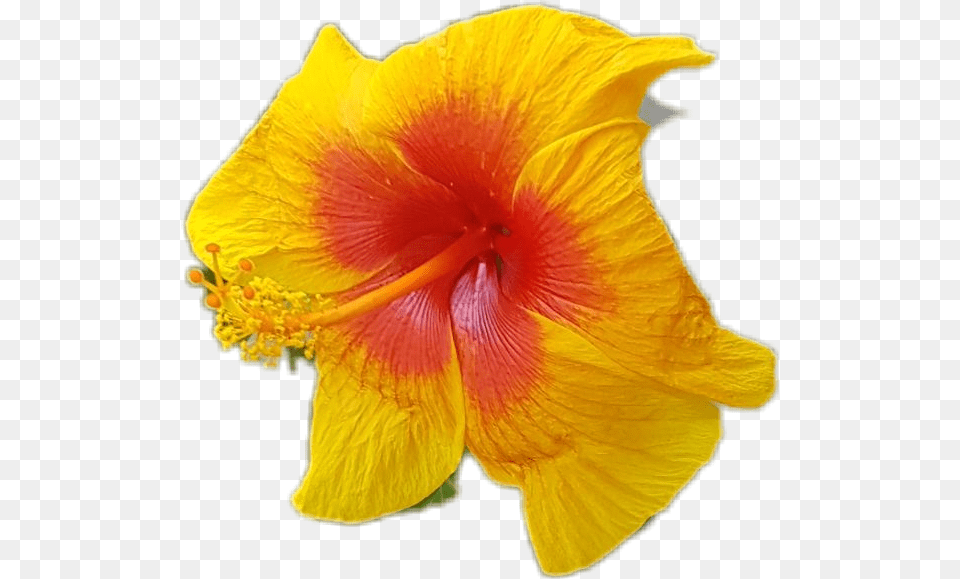 Hawaiian Hibiscus, Flower, Petal, Plant, Pollen Free Png Download