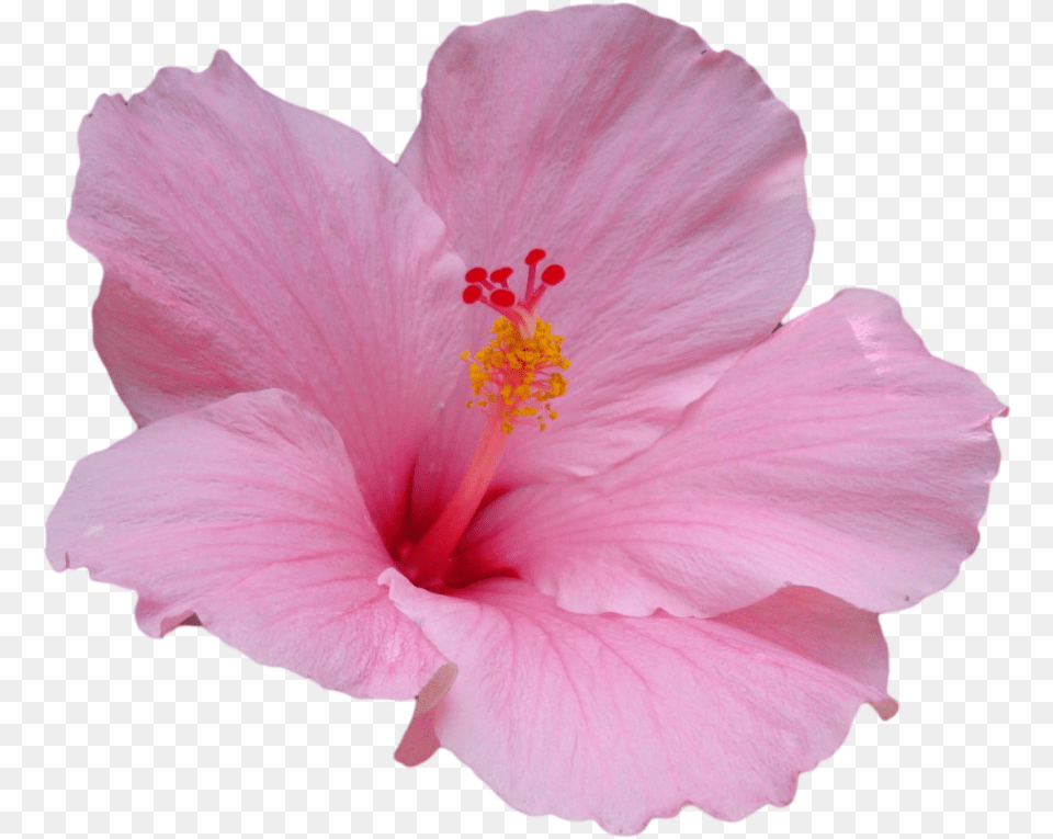 Hawaiian Hibiscus Flower Hawaiian Hibiscus Plant Stem Hibiscus Rose Free Transparent Png