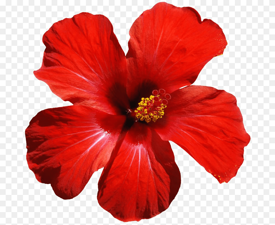 Hawaiian Hibiscus Red Tropical Flower, Plant Png