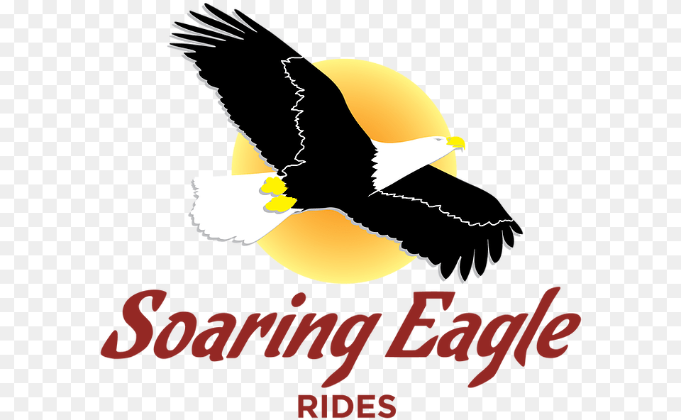 Hawk, Animal, Bird, Eagle, Bald Eagle Png Image