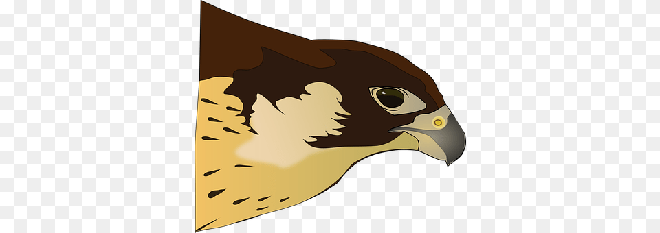 Hawk Animal, Beak, Bird, Fish Free Transparent Png