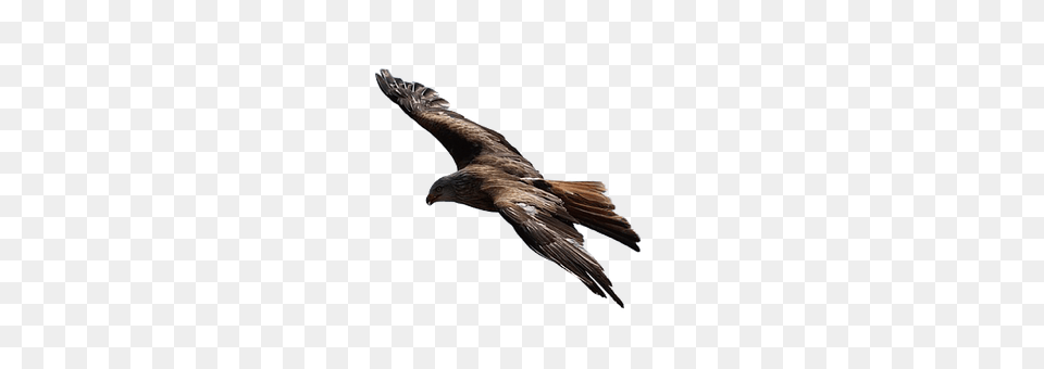 Hawk Animal, Bird, Flying, Kite Bird Png Image