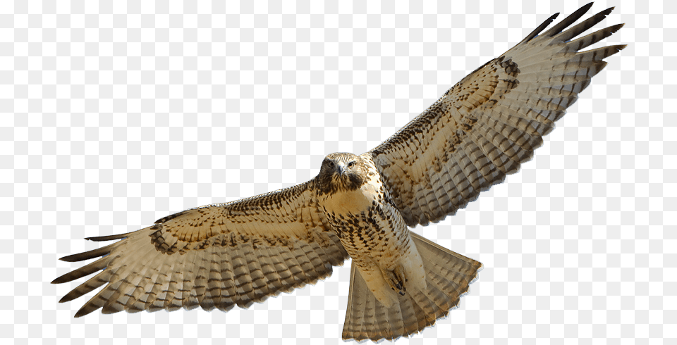 Hawk, Animal, Bird, Buzzard, Vulture Png Image