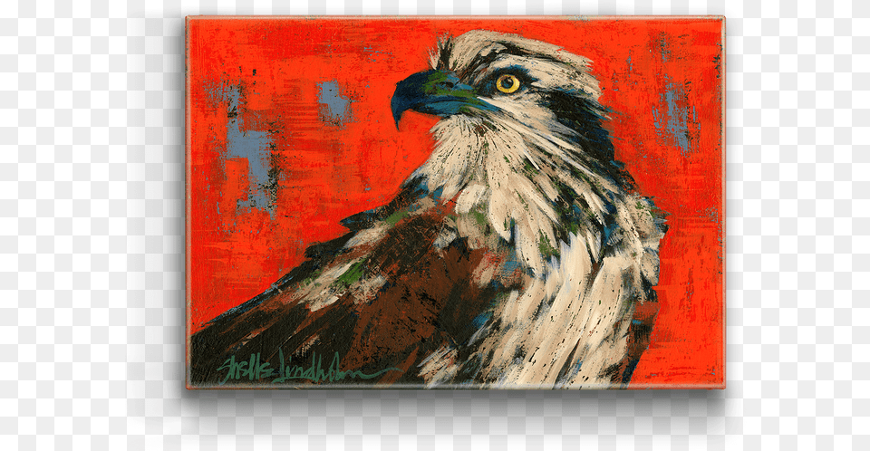 Hawk, Animal, Art, Beak, Bird Free Png Download