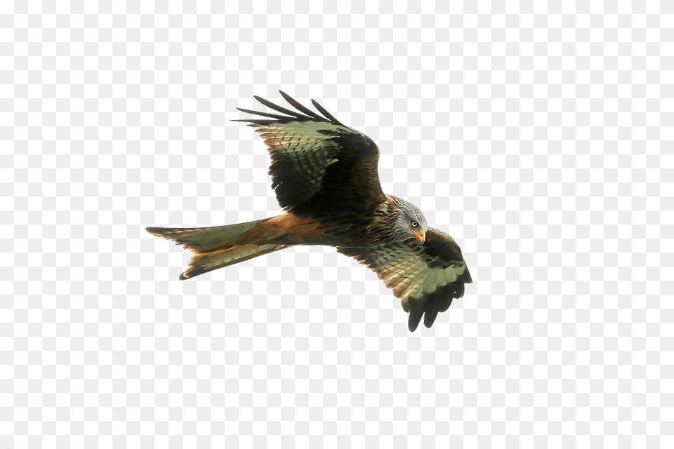 Hawk Accipiter, Animal, Bird, Kite Bird Png Image
