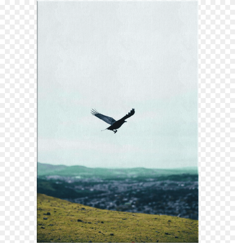 Hawk, Animal, Bird, Flying, Vulture Png Image