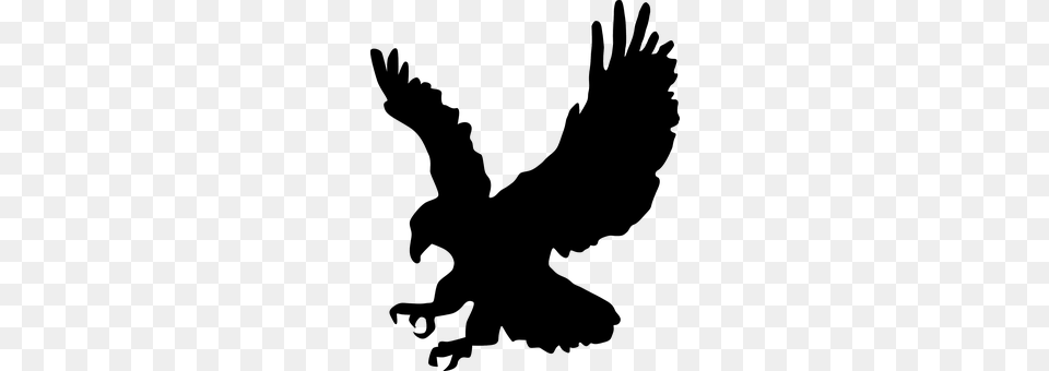 Hawk Animal, Bird, Vulture, Eagle Free Transparent Png