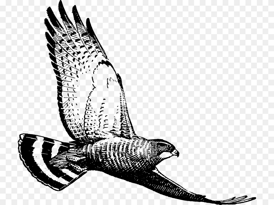 Hawk, Gray Png