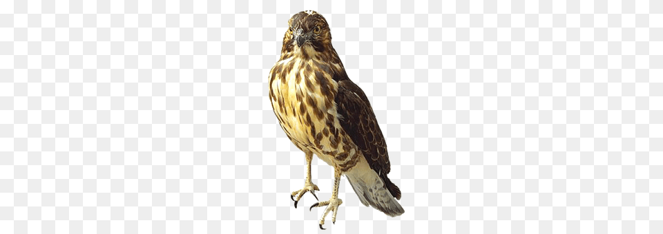 Hawk Animal, Bird, Accipiter, Buzzard Free Png