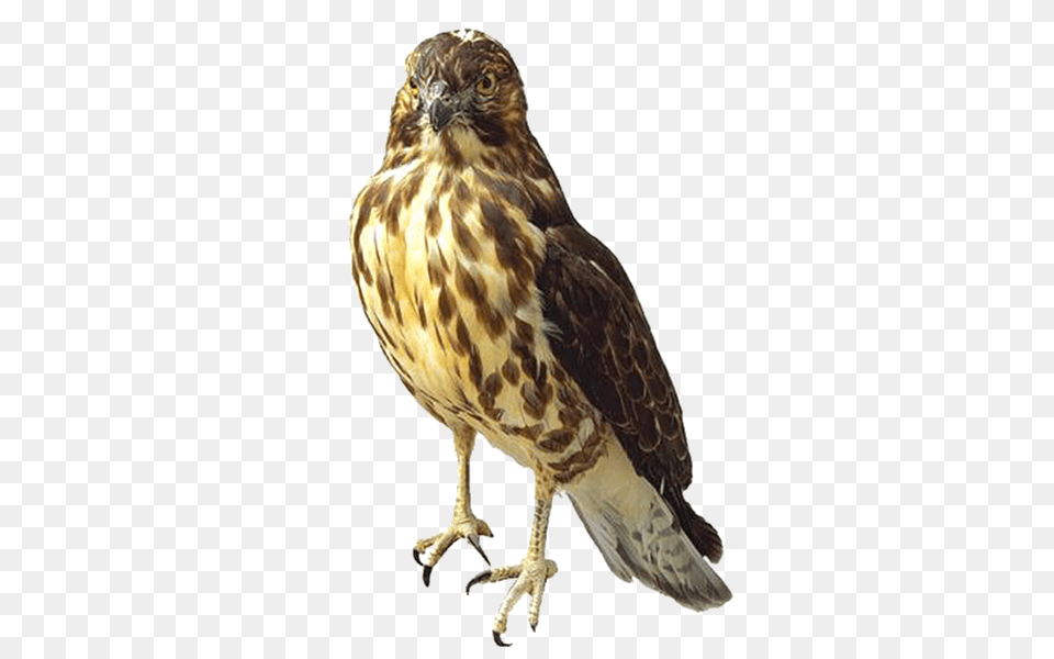 Hawk Animal, Bird, Buzzard, Accipiter Free Png