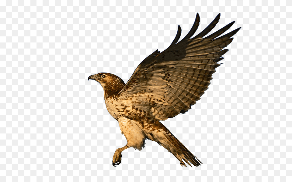 Hawk Animal, Bird, Buzzard, Accipiter Png Image