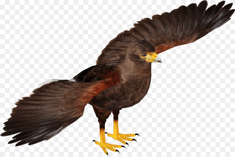 Hawk, Animal, Bird, Kite Bird, Buzzard Free Transparent Png
