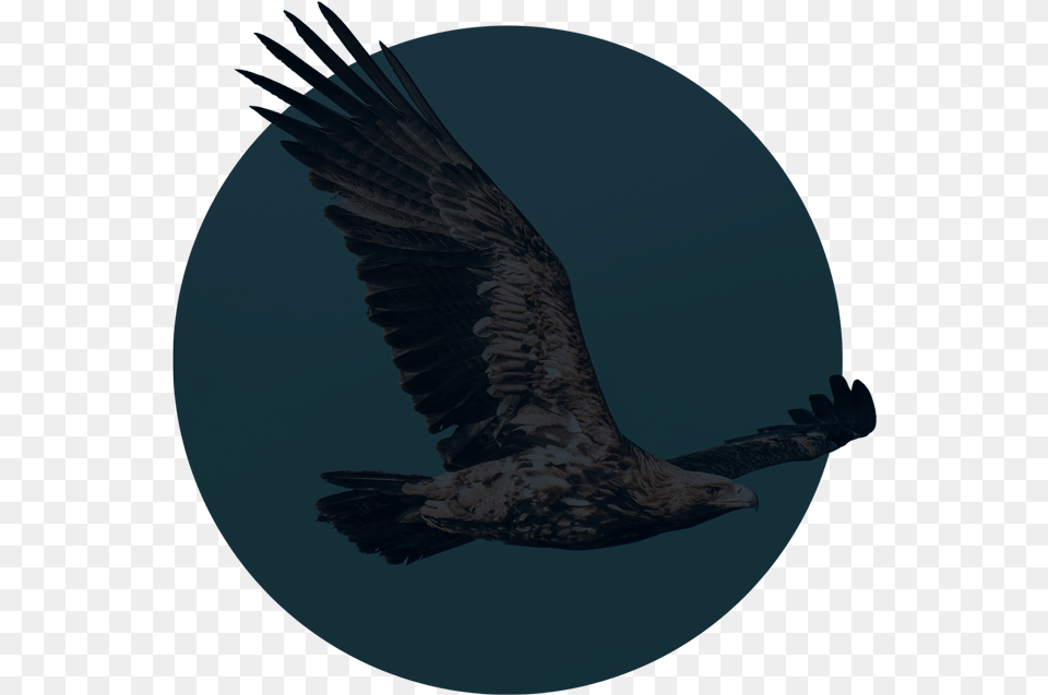 Hawk, Animal, Bird, Vulture, Eagle Png Image