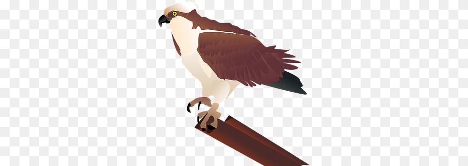 Hawk Animal, Beak, Bird, Kite Bird Free Png Download