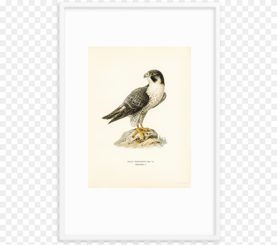 Hawk, Accipiter, Animal, Beak, Bird Png Image