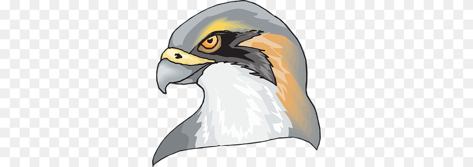 Hawk Animal, Beak, Bird, Eagle Png