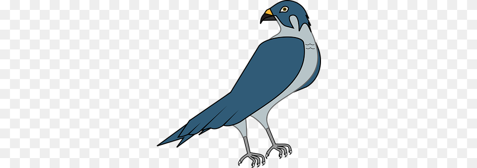 Hawk Animal, Bird, Jay, Beak Png Image
