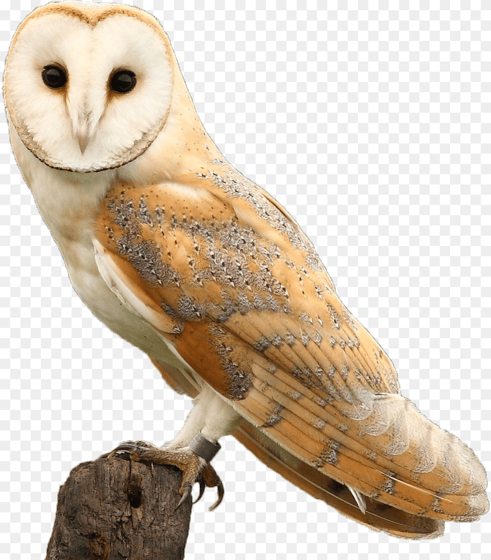 Hawk And Owl Trust Barn Owl, Animal, Bird Png