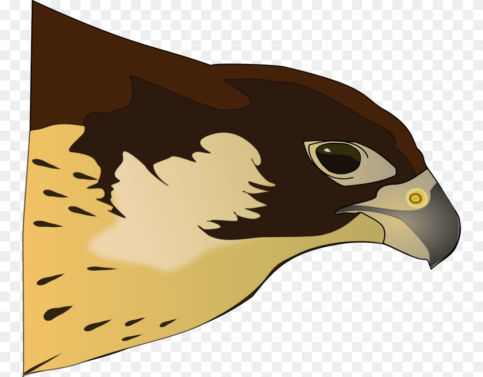 Hawk Bird Of Prey Vector Graphic On Pixabay Clipart Hawk, Animal, Beak, Fish, Sea Life Png
