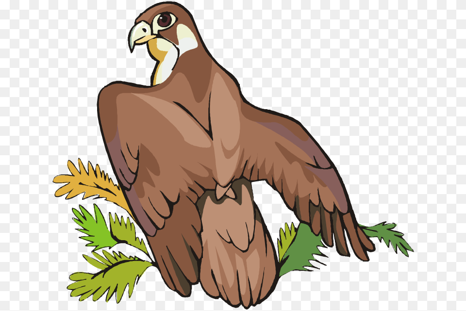 Hawk Clip Art Clipart Wikiclipart Intended For Hawk Clipart, Animal, Beak, Bird, Vulture Free Png