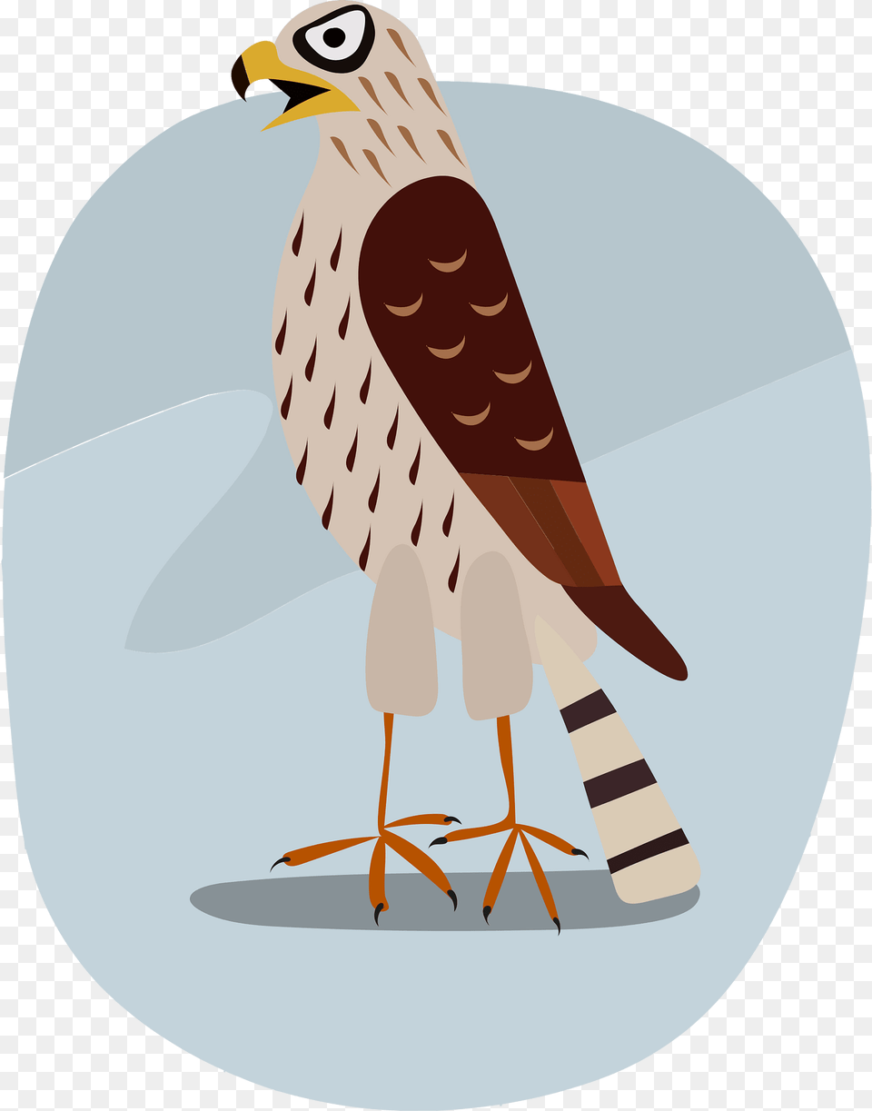Hawk Clipart, Accipiter, Animal, Bird, Kite Bird Free Png