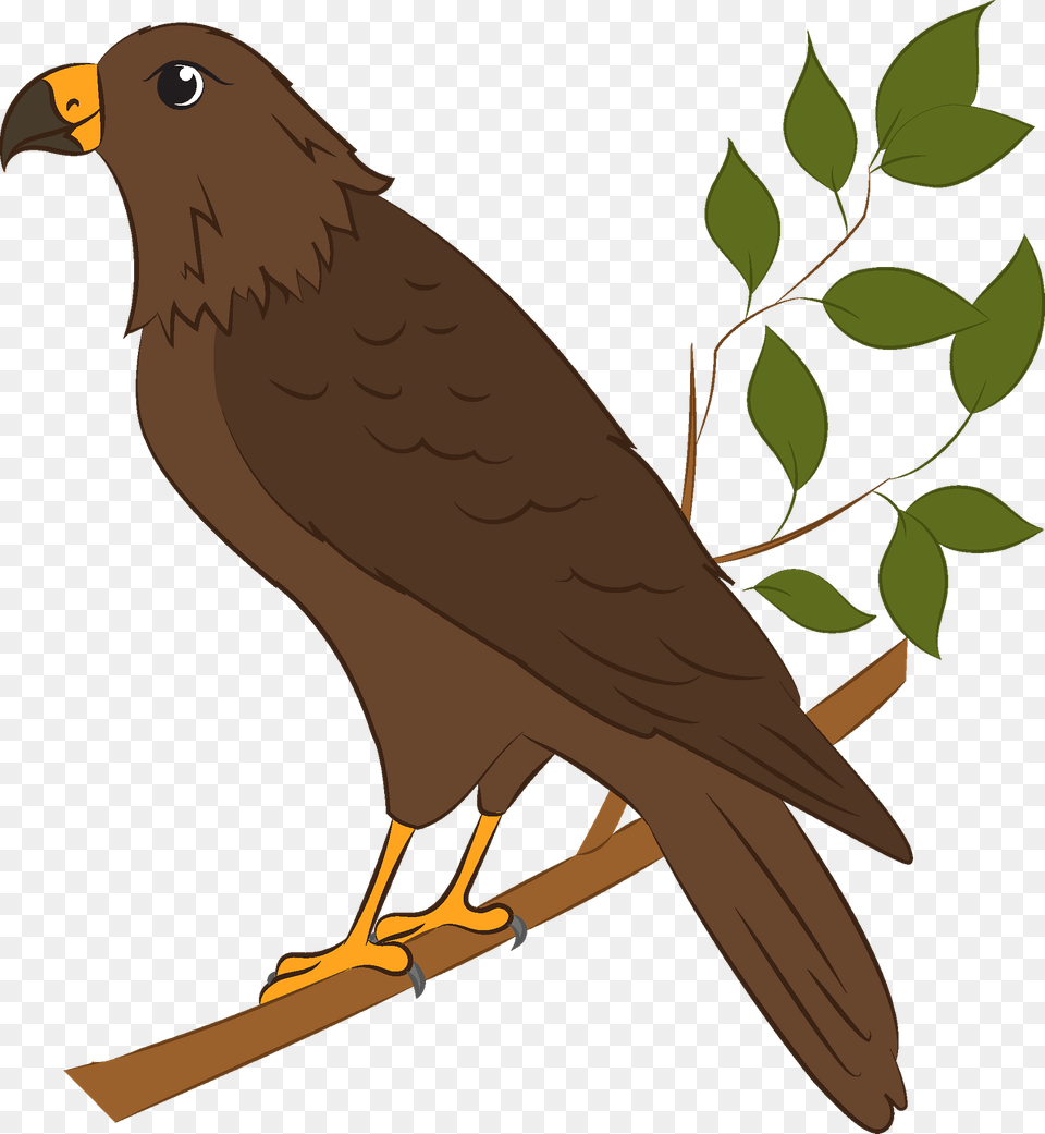 Hawk Clipart, Animal, Bird, Kite Bird, Accipiter Png Image