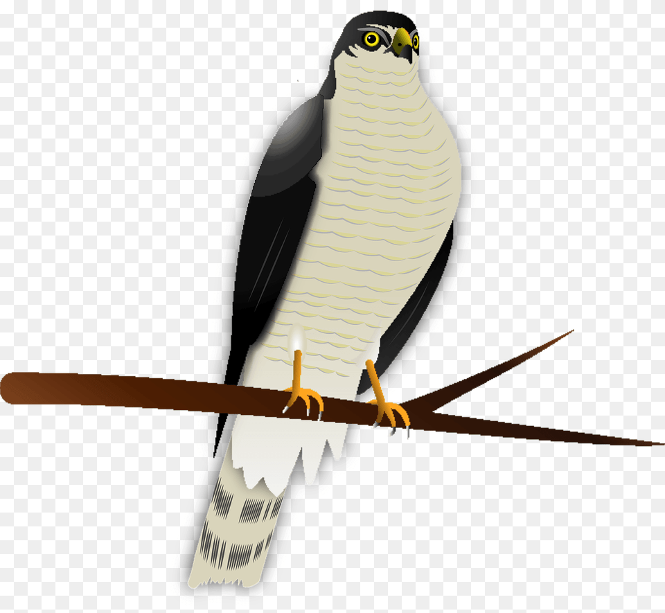 Hawk Clipart, Accipiter, Animal, Bird, Kite Bird Free Png Download