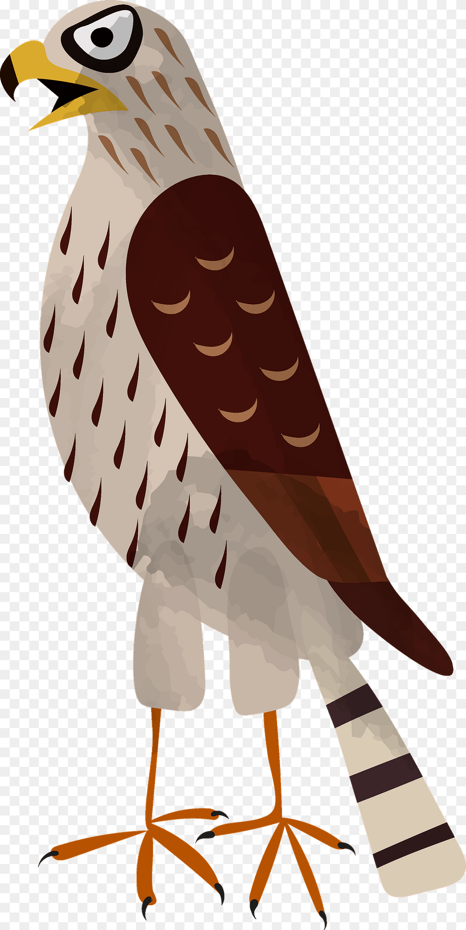 Hawk Clipart, Animal, Bird, Kite Bird, Beak Png Image