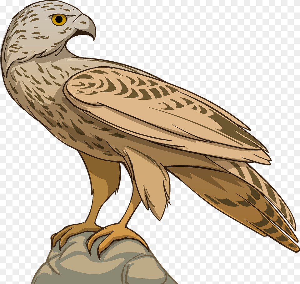 Hawk Clipart, Animal, Vulture, Bird, Kite Bird Png Image