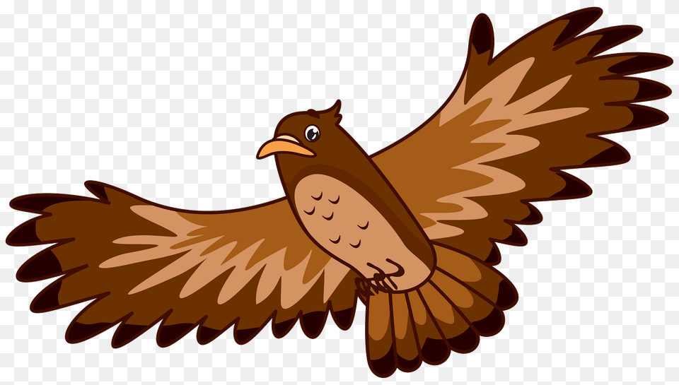 Hawk Clipart, Animal, Bird, Face, Head Free Png Download