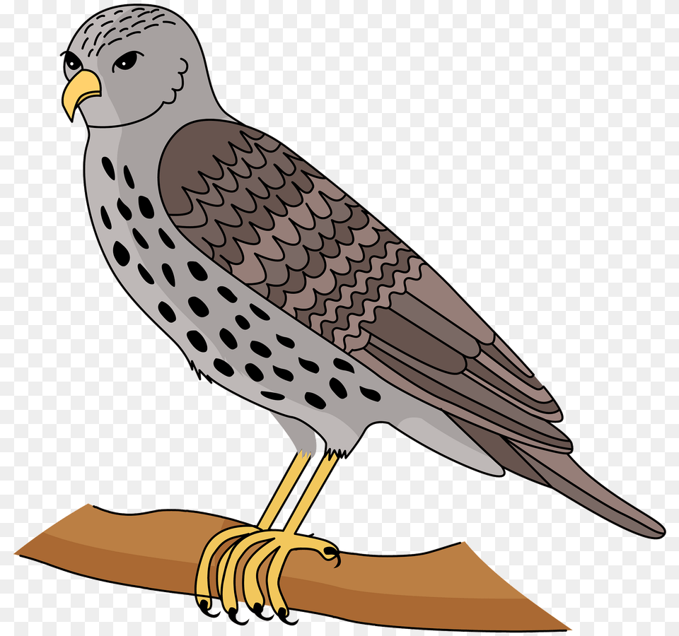 Hawk Clipart, Animal, Beak, Bird, Kite Bird Png Image