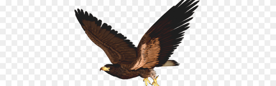Hawk Clipart Clip Art Images, Animal, Bird, Vulture, Kite Bird Png Image