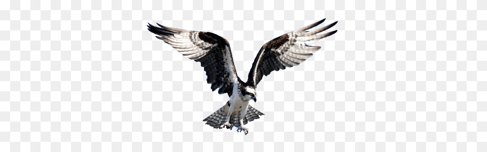 Hawk Clipart Clipart, Animal, Bird, Flying, Kite Bird Free Transparent Png