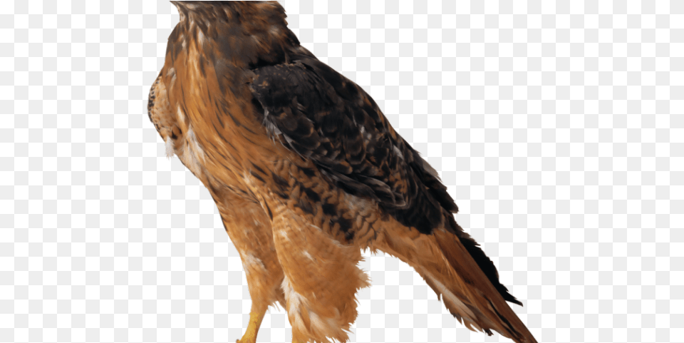 Hawk Clipart Kite Bird Golden Eagle Background, Animal, Buzzard Free Transparent Png