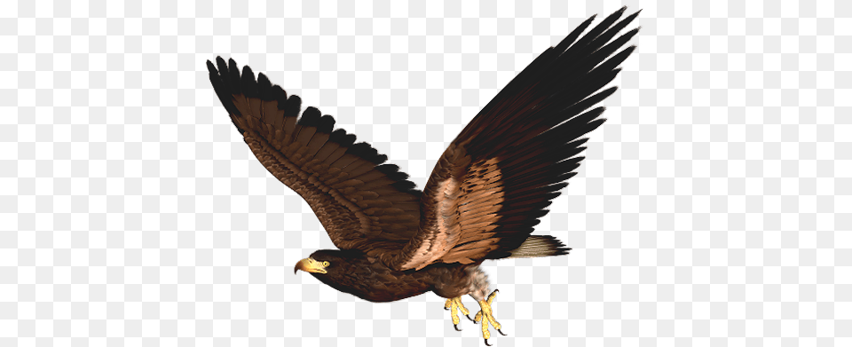 Hawk Clipart Picture Hawk Clip Art, Animal, Bird, Kite Bird, Vulture Free Transparent Png