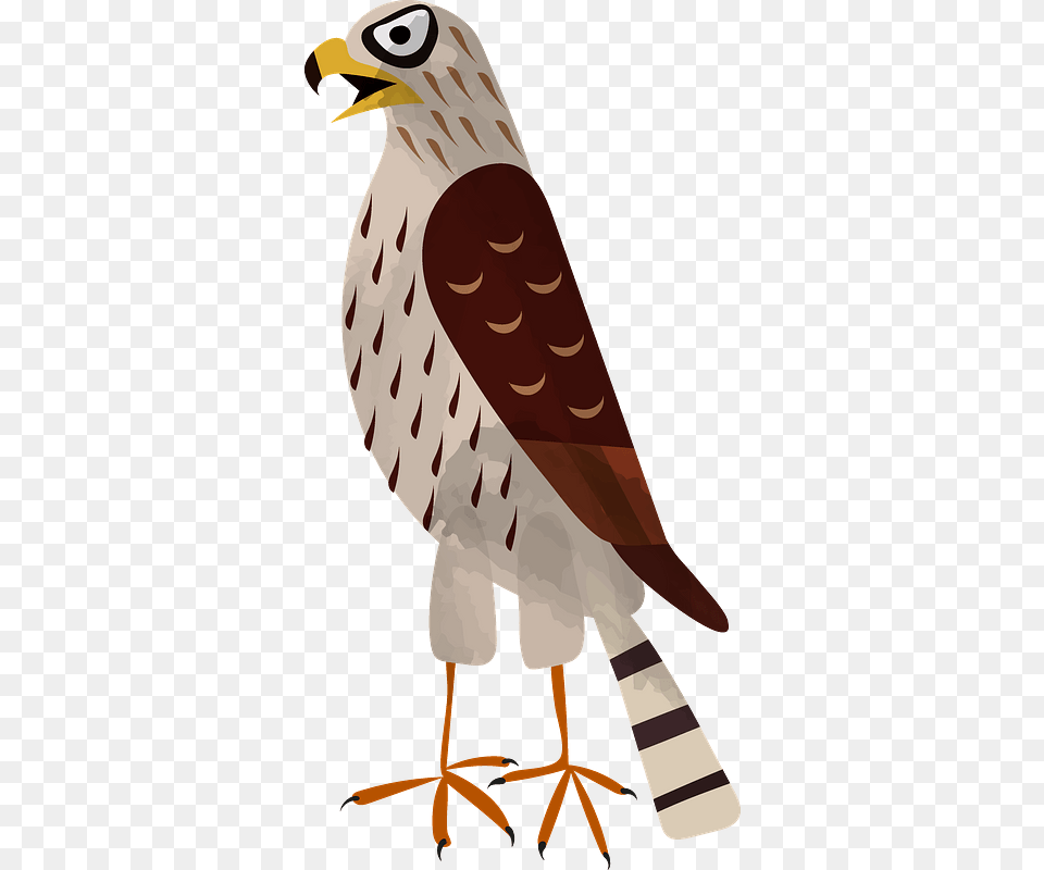 Hawk Clipart Red Tailed Hawk, Animal, Bird, Kite Bird, Beak Png