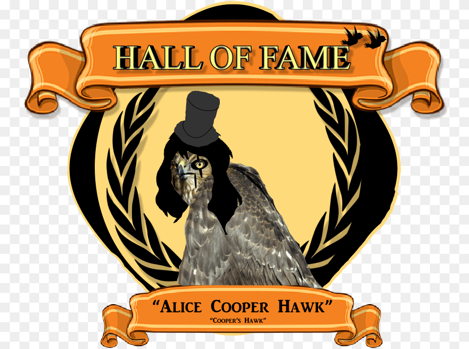 Hawk Clipart Transparent Cooper39s Hawk, Animal, Bird, Vulture, Buzzard Free Png
