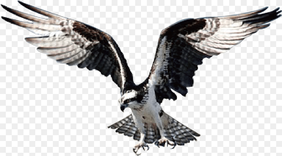 Hawk Eagle, Animal, Beak, Bird, Flying Free Transparent Png