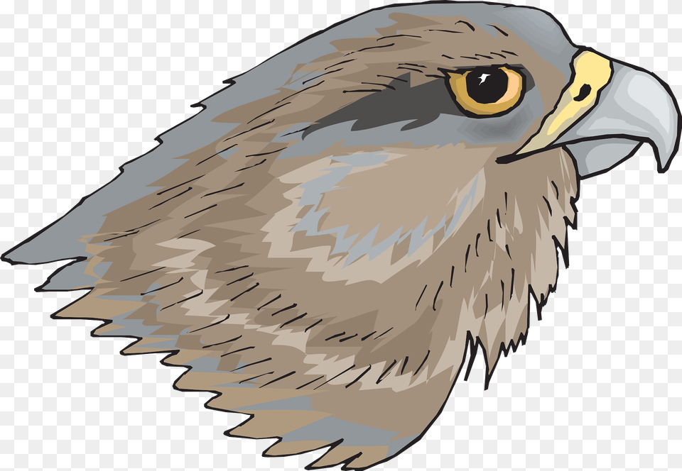 Hawk Face Clipart, Animal, Beak, Bird, Eagle Free Png Download