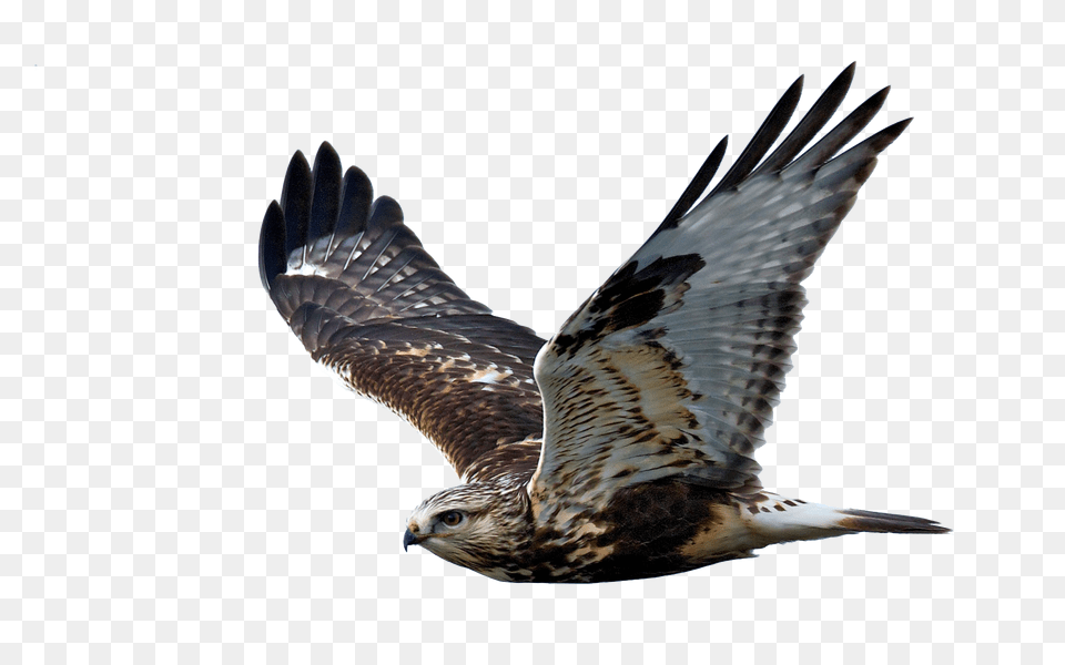 Hawk Flight Raptor Bird Of Prey Hawk Transparent Background, Animal, Buzzard, Kite Bird, Vulture Free Png Download