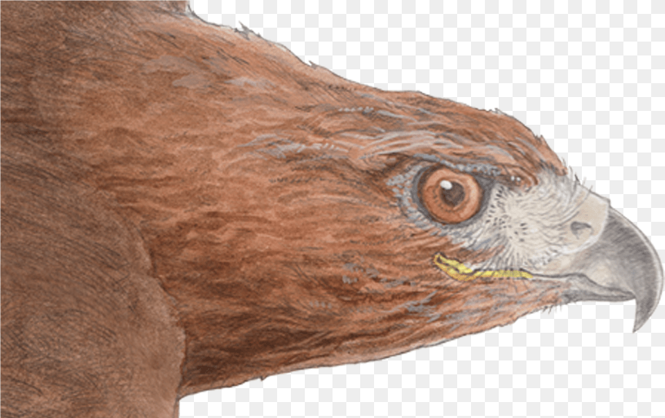 Hawk Golden Eagle, Animal, Beak, Bird, Vulture Free Png Download