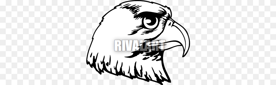 Hawk Head Clipart, Animal, Beak, Bird, Eagle Free Png