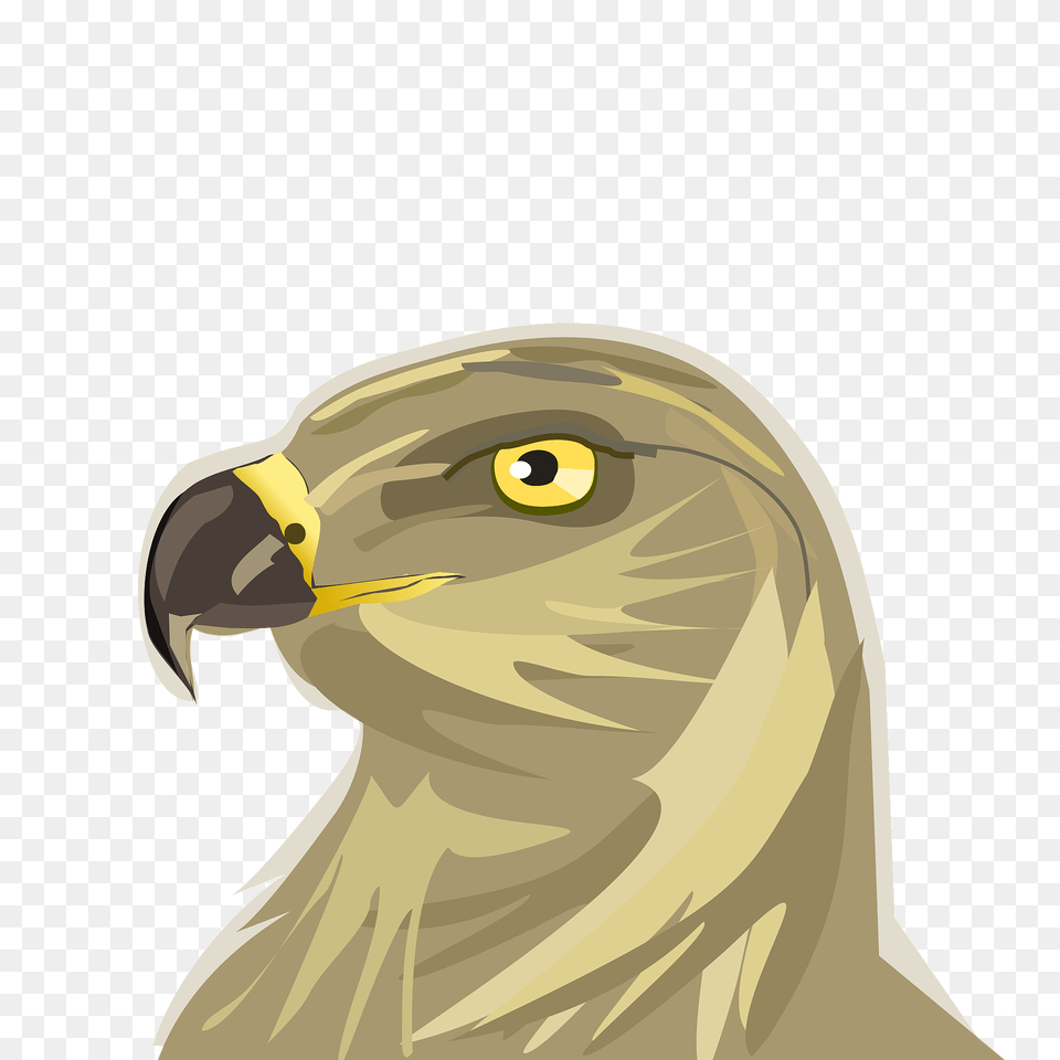 Hawk Head Clipart, Animal, Beak, Bird, Kite Bird Png Image