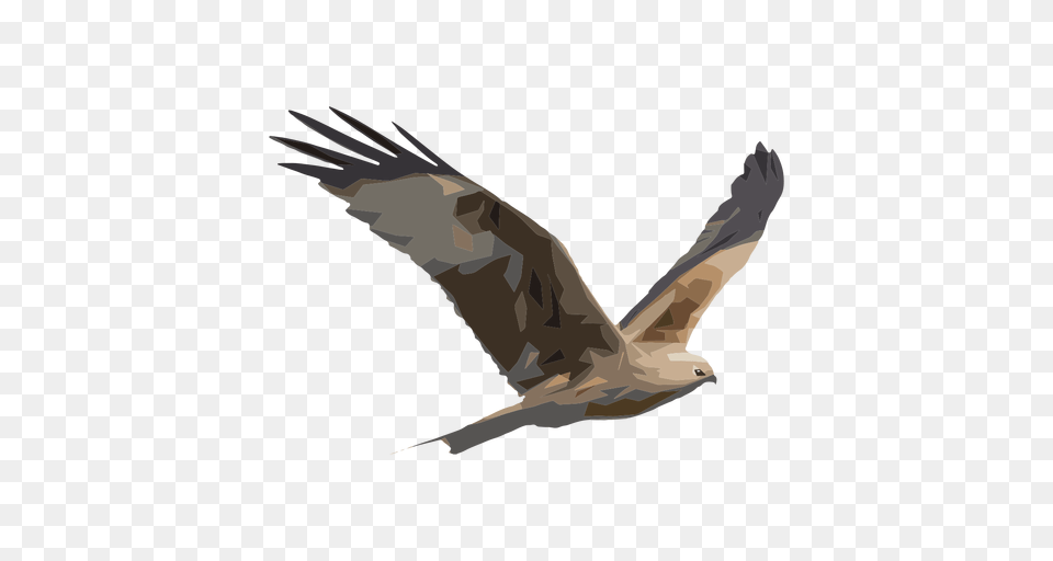 Hawk Illustration, Animal, Bird, Flying, Kite Bird Free Transparent Png